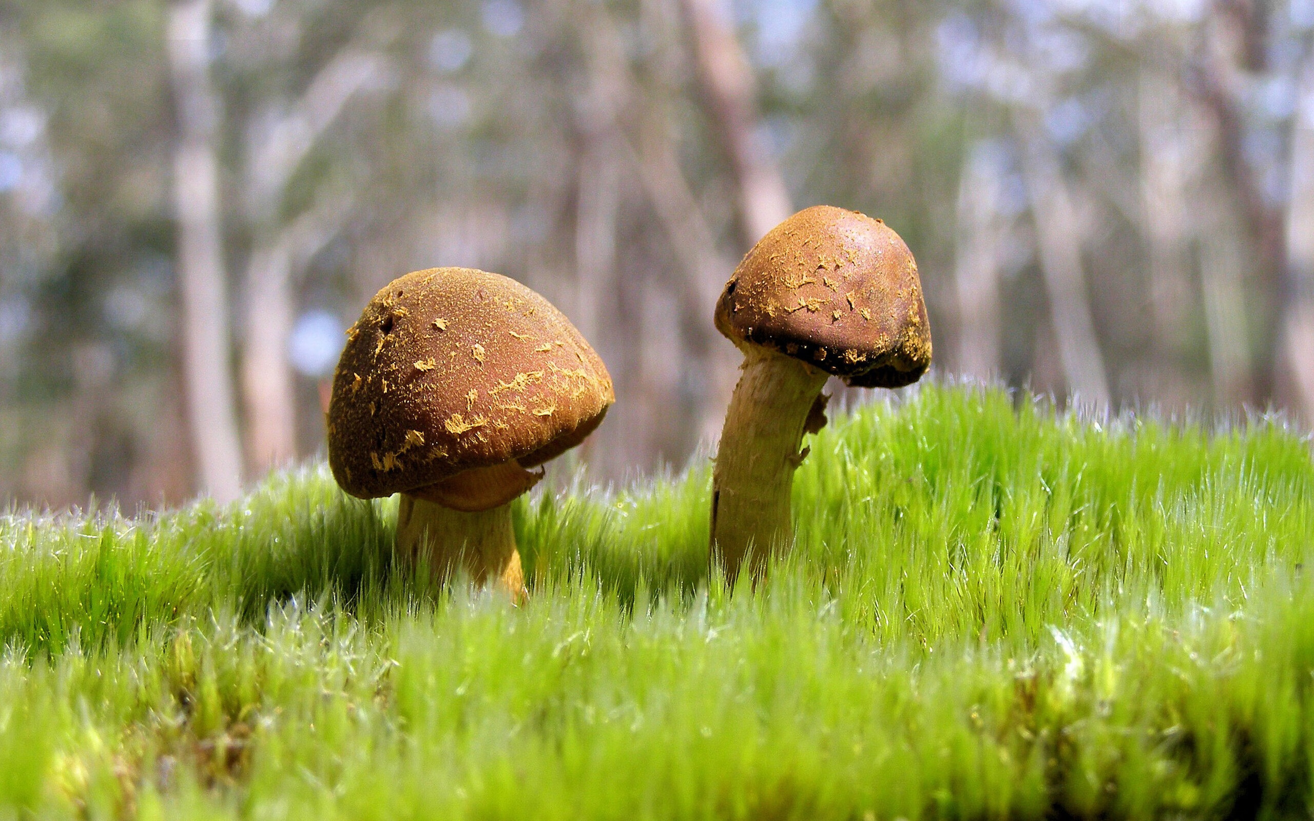 英超赛程密集下轮换策略与伤病防控关联研究,英超轮数